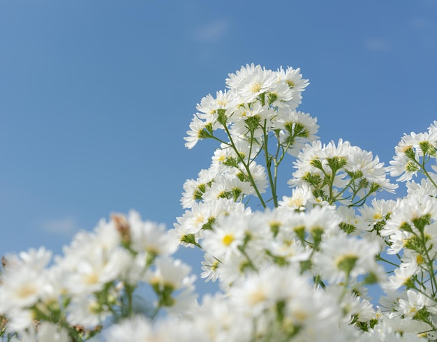 Fleurs blanches dans le jardin sur fond de ciel bleu