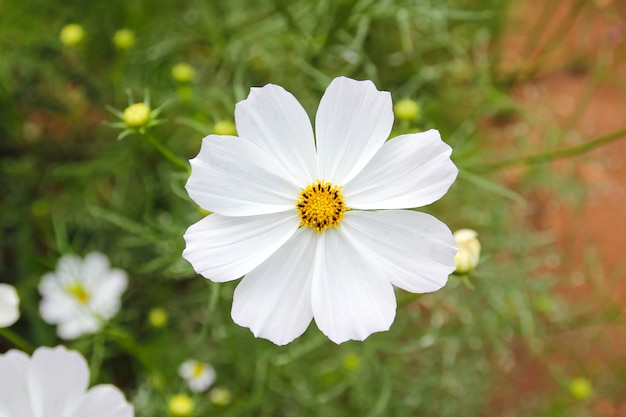 Fleurs blanches dans le jardin.