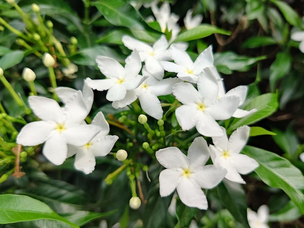 Des fleurs blanches dans le jardin