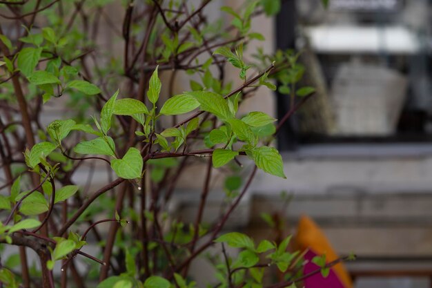 Fleurs blanches dans le jardin