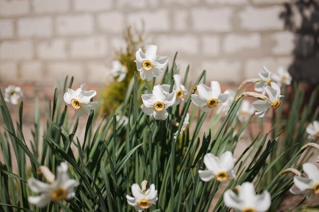 Fleurs blanches dans le jardinxA