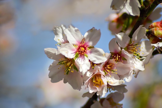 fleurs blanches dans la nature. concept de nature avec des fleurs. décor de fleurs. saison des fleurs