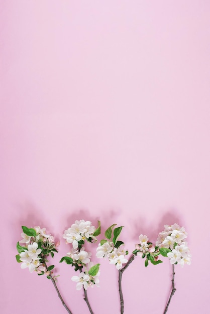 Fleurs blanches délicates d'un pommier sur des branches sur une table wpink, vue de dessus et mise à plat