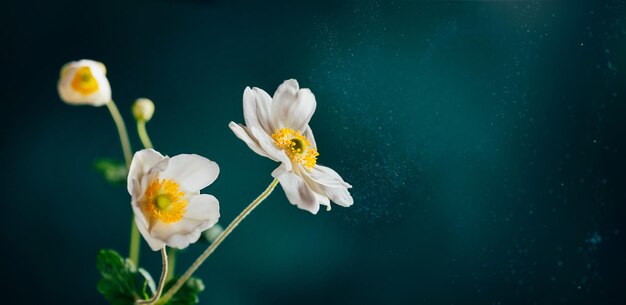 Fleurs blanches douces Anemone Honorine Jobert sur fond bleu sarcelle foncé