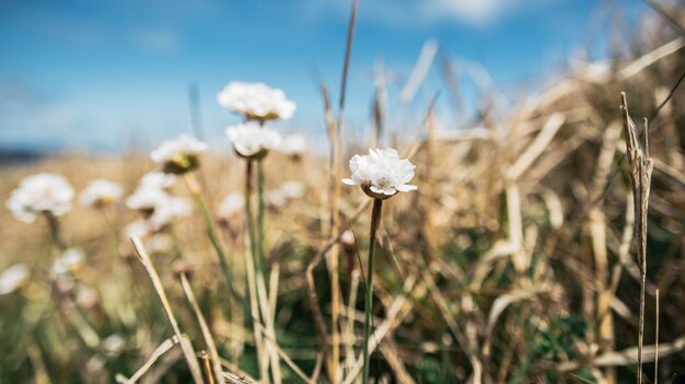 Fleurs blanches douces poussant sur une prairie sèche et herbeuse sur la pente de la colline sous un ciel bleu aux beaux jours