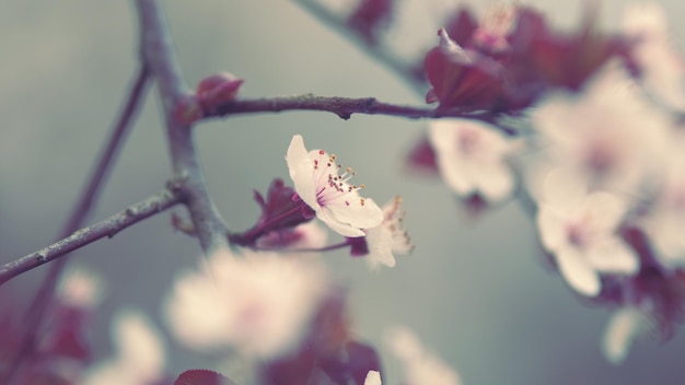 Les fleurs blanches du printemps de la prune en fleurs sur une branche des fleurs de prune à feuilles violettes