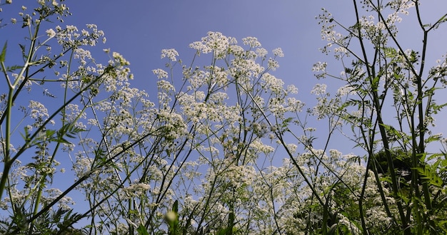 fleurs blanches en été sur un fond de ciel bleu