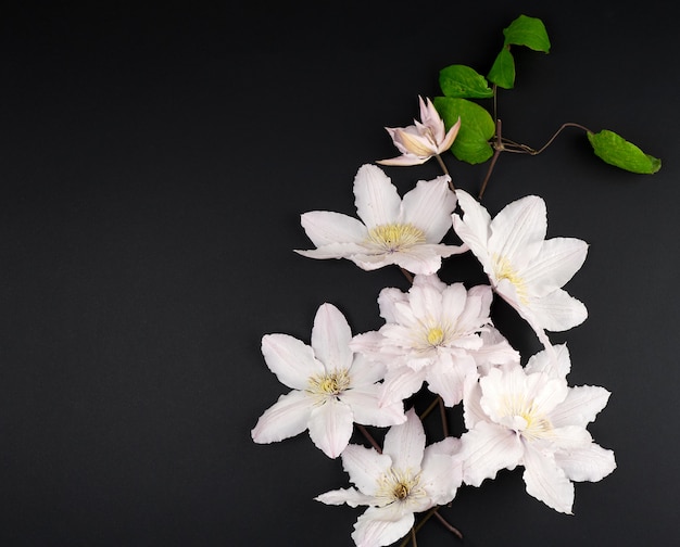 Fleurs blanches et feuilles vertes de clématites sur fond noir