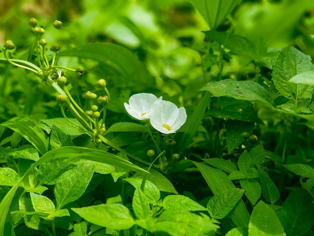 Fleurs blanches sur les feuilles vertes texture fond nature et papier peint