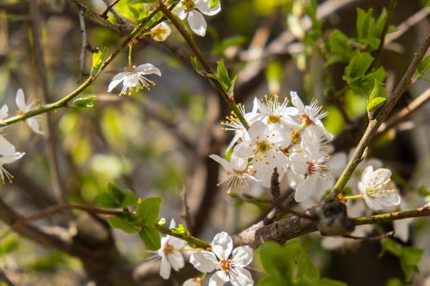 Fleurs blanches de fleur de cerisier sur cerisier se bouchent Floraison de pétales blancs de fleur de cerisier Scène florale lumineuse avec éclairage naturel Fond d'écran pour carte de voeux Espace copie