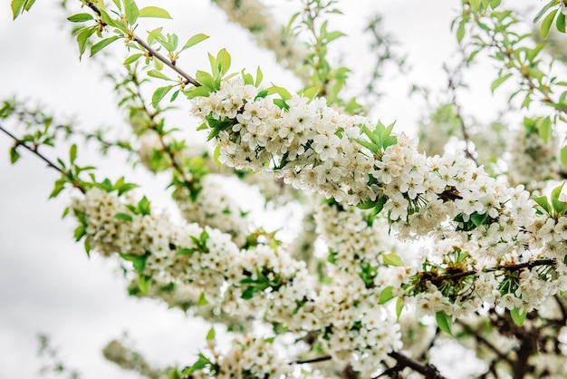 Fleurs blanches fleurissant branche de cerisier au printemps