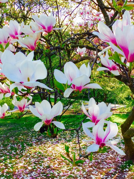 Photo des fleurs blanches fleurissent dans le jardin.