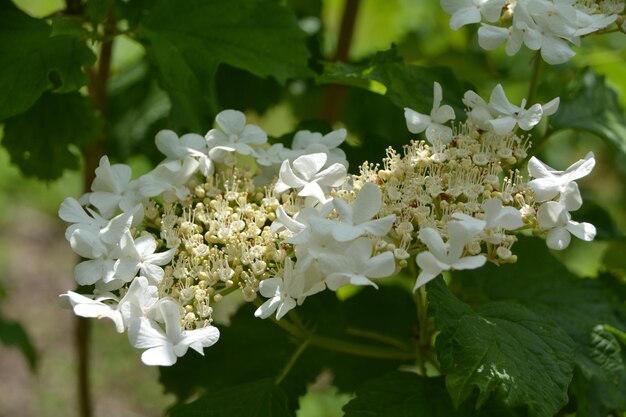 Des fleurs blanches fleurissent dans le parc.