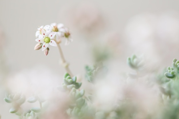 Des fleurs blanches fleurissent dans le parc.
