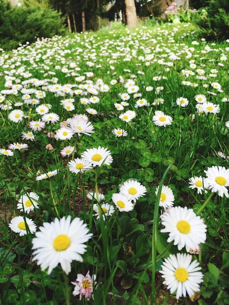 Photo des fleurs blanches fleurissent à l'extérieur