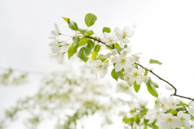 Fleurs blanches en fleurs sur un arbre par une journée ensoleillée