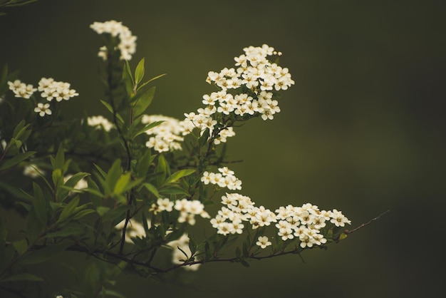 Fleurs blanches en fleurs au printemps ou en été fond vintage naturel