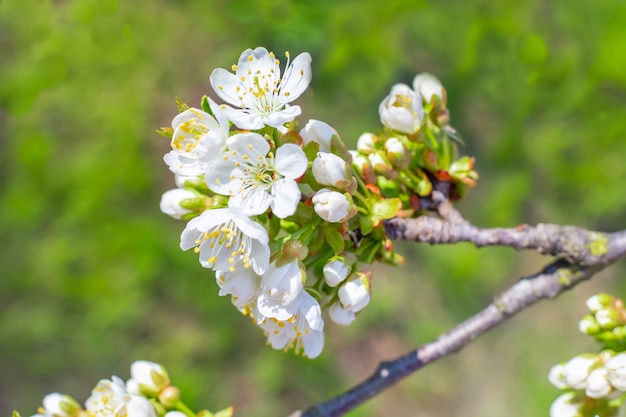 fleurs blanches en fleurs sur une branche d'une cerise douce au printemps