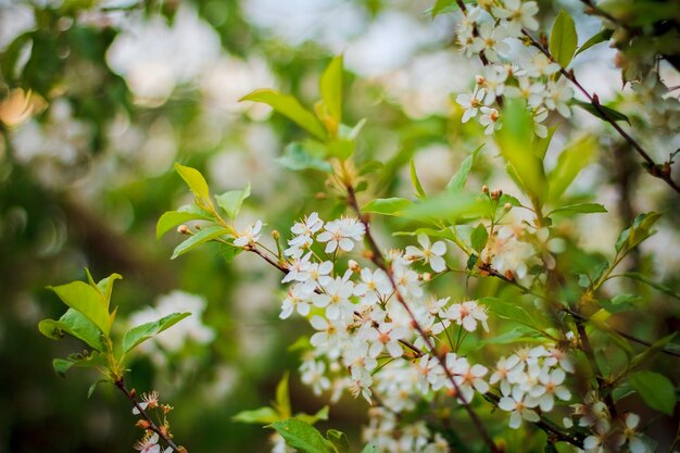 Fleurs blanches en fleurs de cerisier des oiseaux