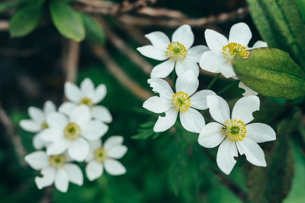 Fleurs blanches en fleurs dans la forêt