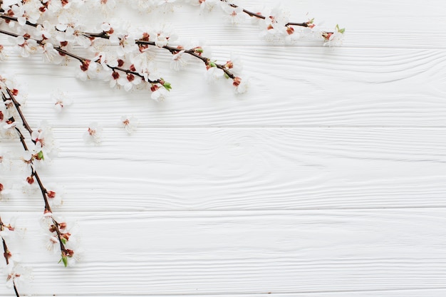 Fleurs blanches sur fond blanc