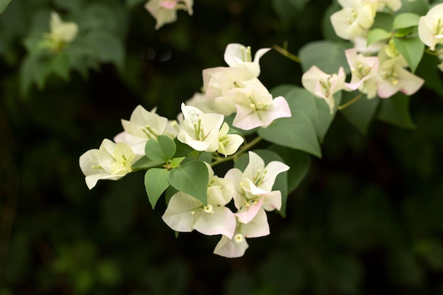 Fleurs blanches de fond de bougainvilliers en fleurs