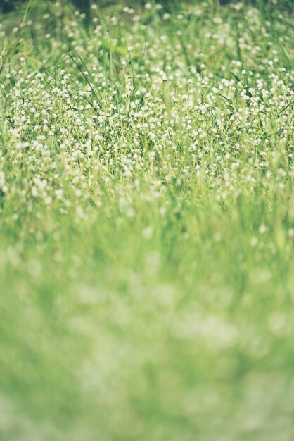 Fleurs blanches avec fond d&#39;herbe