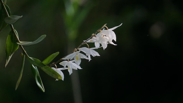 Fleurs blanches sur fond noir