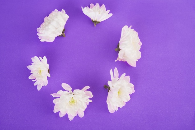 Fleurs blanches sur fond très péri. Copiez l'espace. Vue de dessus, mise à plat, cadre. Haute résolution