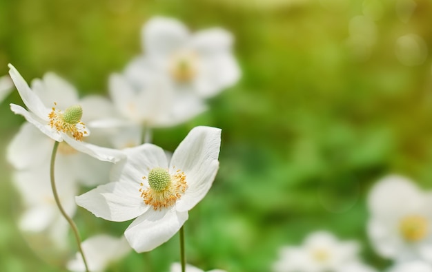 Fleurs blanches sur fond vert. Espace de copie, mise au point sélective.