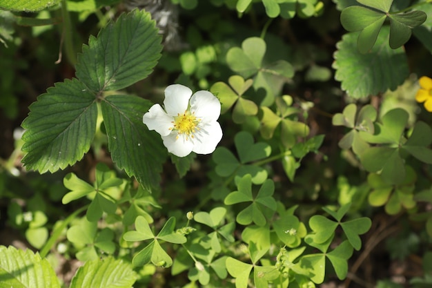 fleurs blanches de fraise avec un centre jaune par une journée ensoleillée