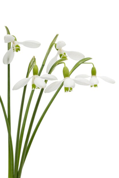 Fleurs blanches de Galanthus nivalis isolées sur un fond blanc