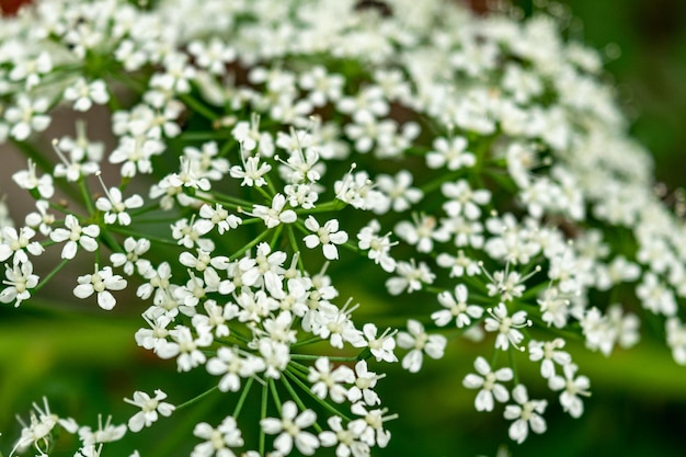 Photo fleurs blanches de goutte commune aegopodium est une plante parapluie herbacée vivace photo horizontale