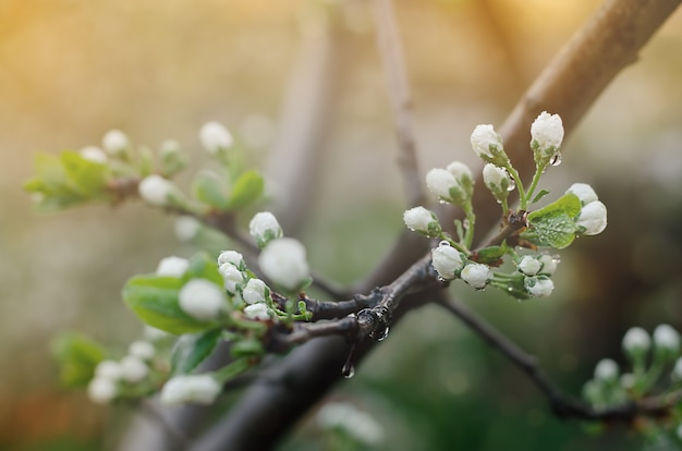 Fleurs blanches avec des gouttes de pluie sur un prunier dans le jardin au printemps