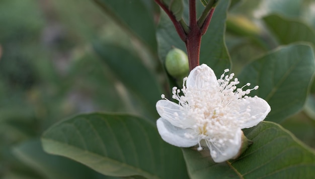 Des fleurs blanches de la goyave sur un fond naturel