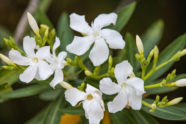 Photo fleurs blanches en gros plan de verdure