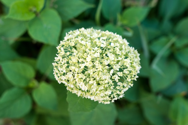 Fleurs blanches d'hortensia panicule