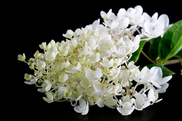 Fleurs blanches d'Hydrangea paniculata grandiflora sur fond noir.