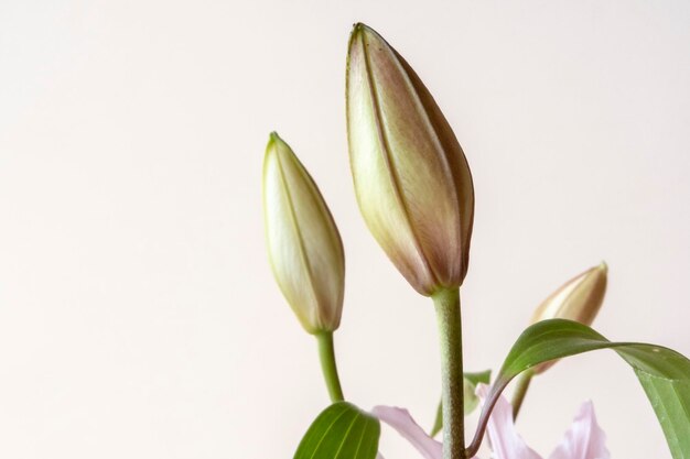 Fleurs blanches isolés sur fond blanc