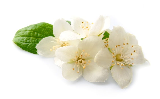 Fleurs blanches de jasmin isolés sur blanc