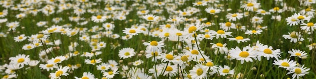 Fleurs blanches et jaunes dans un champ