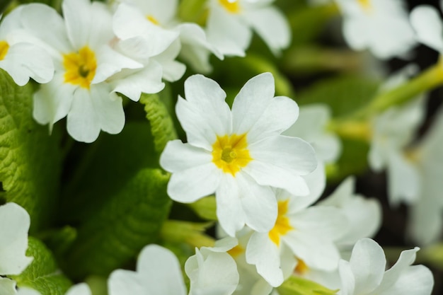 Fleurs blanches et jaunes se bouchent