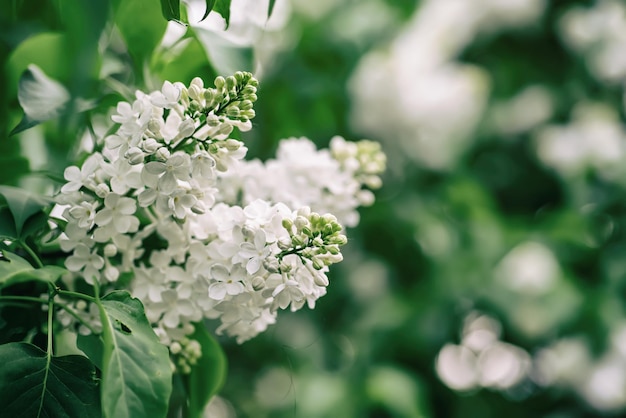 Fleurs blanches lilas de printemps