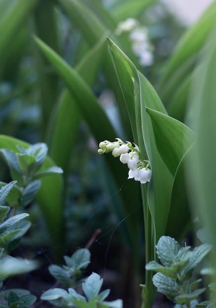 Fleurs blanches de Lys de la vallée dans le jardin au printemps