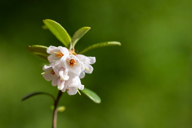 Fleurs blanches macro de Vaccinium vitisidaea airelle rouge canneberge de montagne ou airelle rouge mise au point sélective