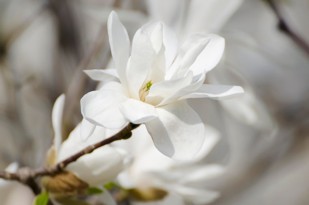 Fleurs blanches de magnolia