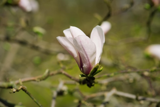 Fleurs blanches de magnolia