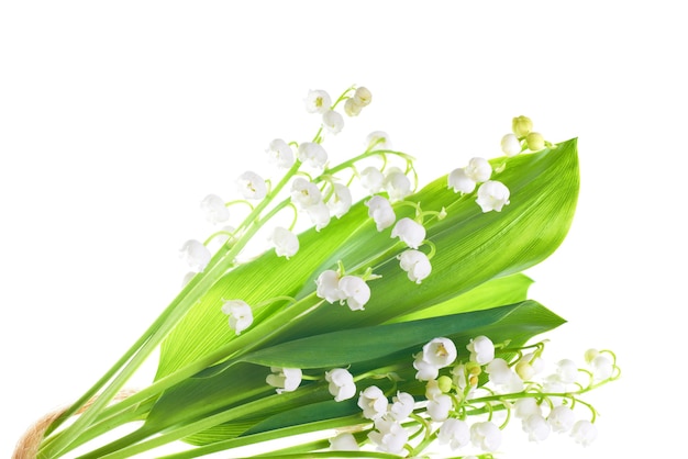 Fleurs blanches de muguet isolé sur fond blanc