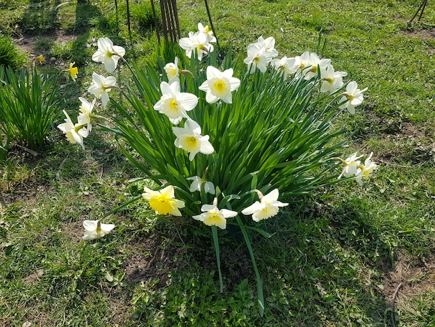 Les fleurs blanches de Narcissus tazetta ont fleuri dans le jardin Narcissus tazetta agrandi