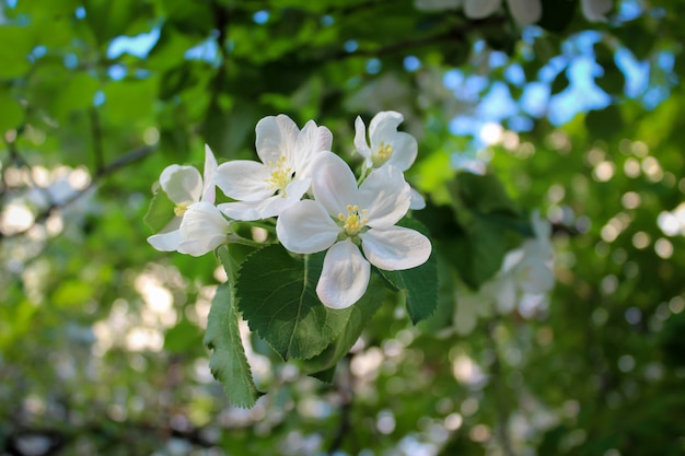 Fleurs blanches sur la nature